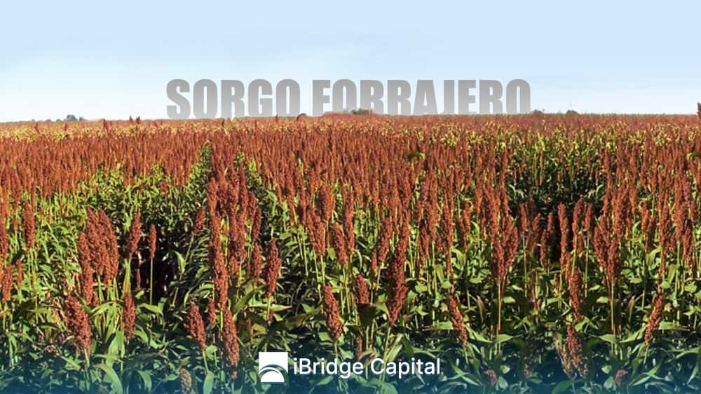 Sorgo forrajero para la alimentación de tus animales