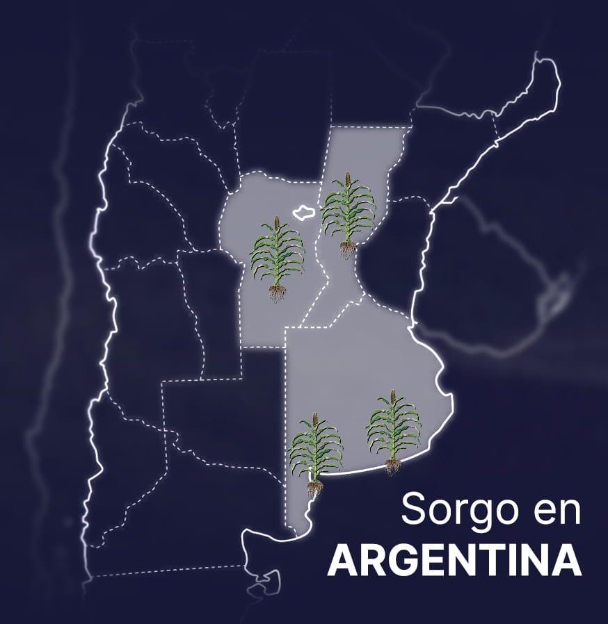¿Principales provincias de Argentina dónde se cultiva el sorgo?