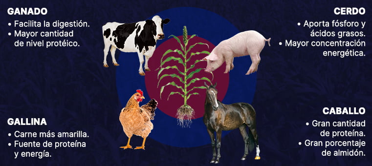 Principales animales que se pueden alimentar del sorgo forrajero