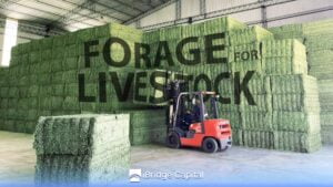 Forage feeding for livestock. Advantages and effective techniques
