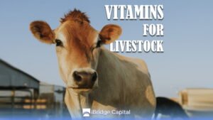 what is the best vitamin for livestock