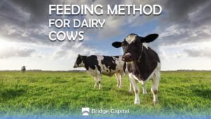 Feeding method for dairy cows