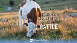 Nutritional requirements for cattle by stage