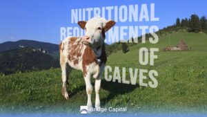nutritional-requirements-of-calves