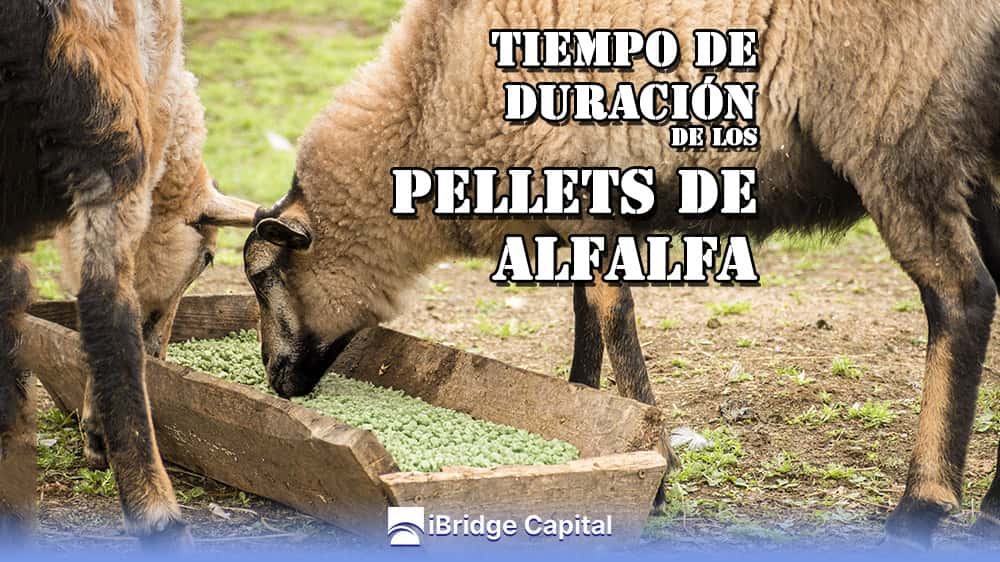 Tiempo de Duración de los Pellets de Alfalfa: Una Guía Completa