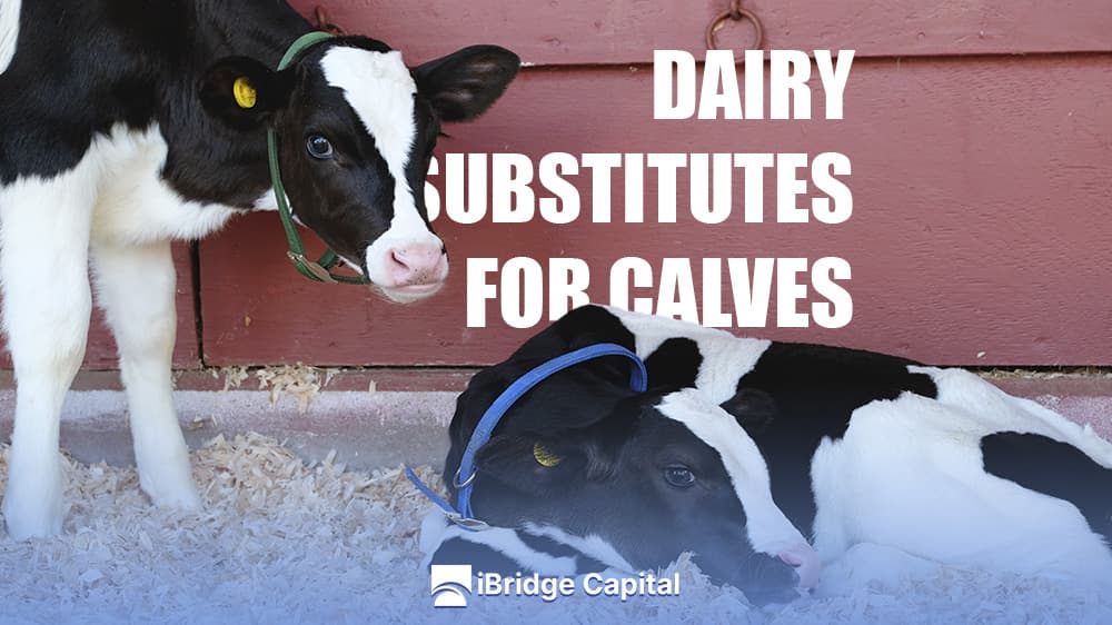 Dairy Substitutes For Calves: Discover The Best Method