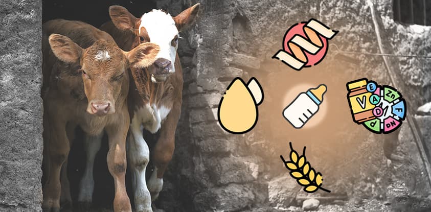 Essential elements of a quality milk replacer