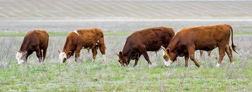 Key vitamins for lean cattle