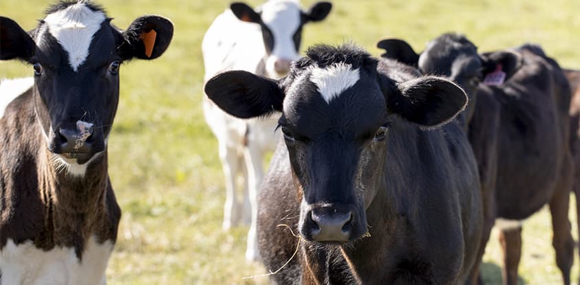 Methods for the preparation and administration of milk replacers