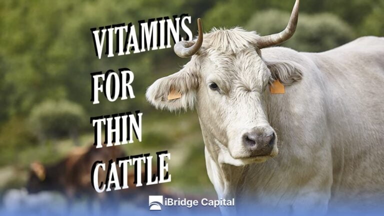 Vitamins for Thin Cattle: Improve the Health of Your Herd - iBridge Capital