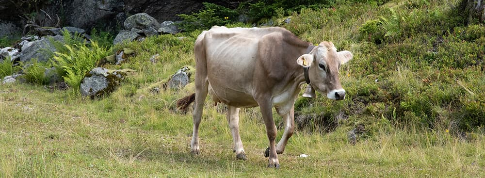 Why can cattle be skinny?