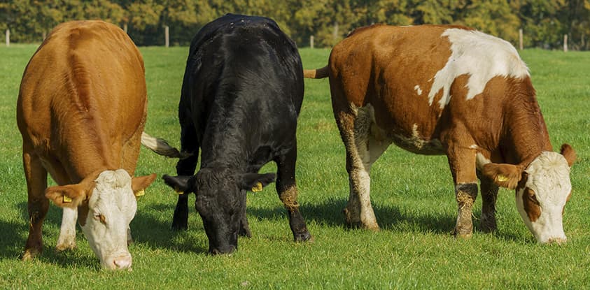 Best Feeding Practices to Prevent Diseases