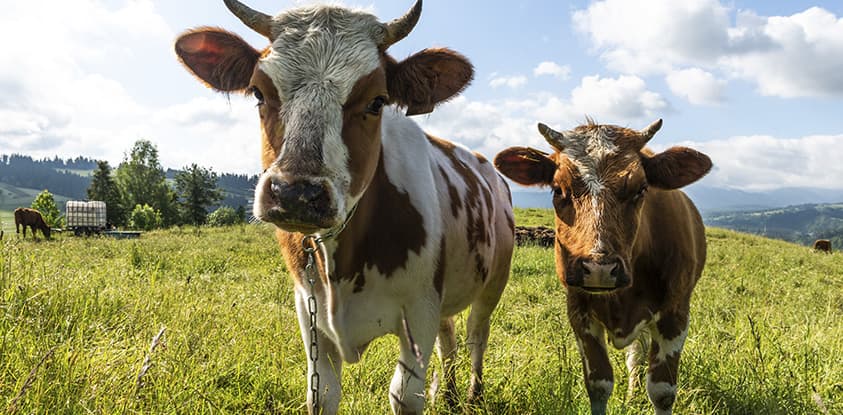 Common Livestock Diseases Related to Nutrition