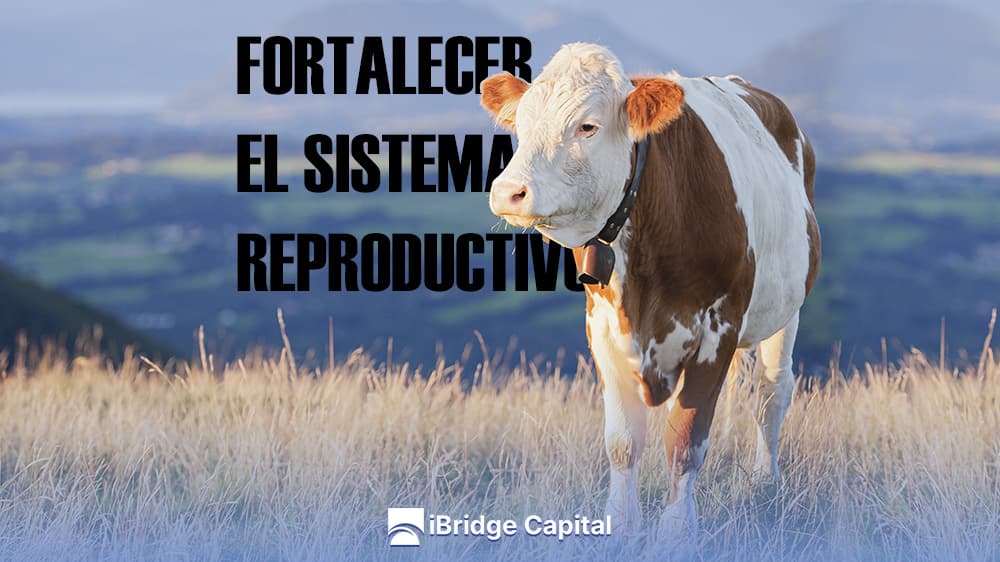 Fortalecer el Sistema Reproductivo del Ganado: Técnicas Efectivas