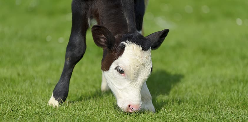 Livestock Reproductive Technology