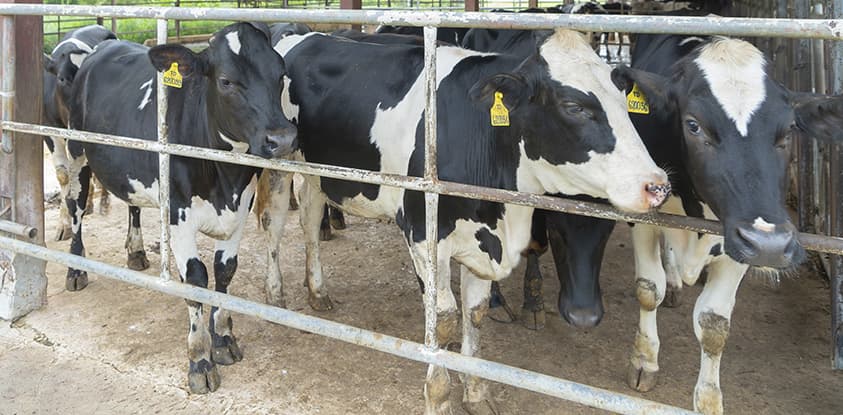 Nutritional Strategies to Improve Reproduction