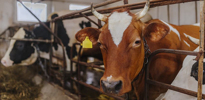 Strategies for Proper Healthy Livestock Feeding