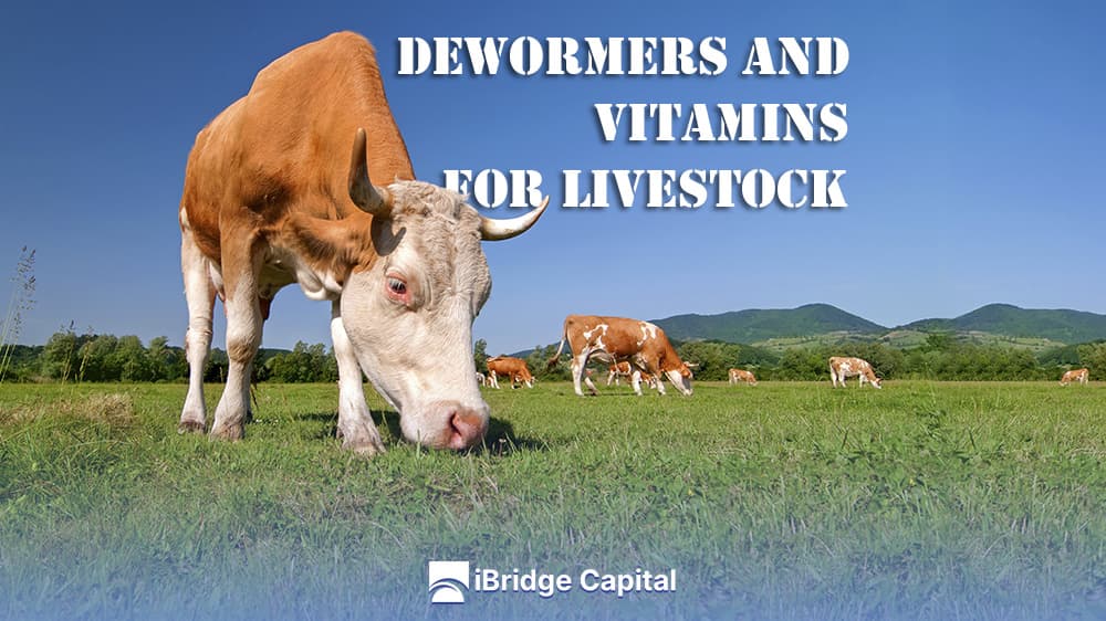 Dewormers and Vitamins Livestock: Improve Cattle Health