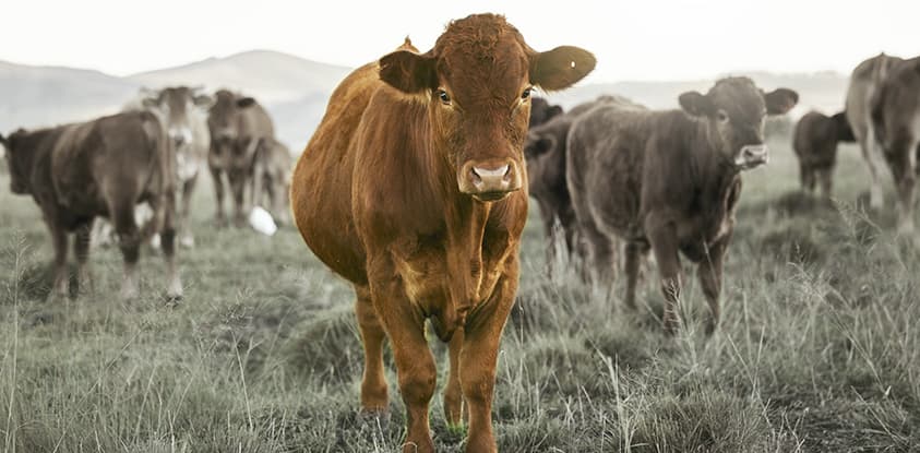 Importance of Health in Livestock