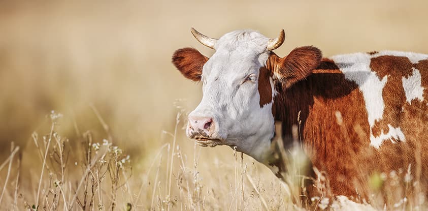 Animal Health and Welfare Management in Drought Conditions