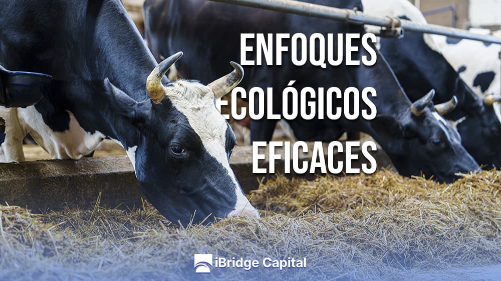 Estrategias Alimentación Ganado: Enfoques Ecológicos Eficaces