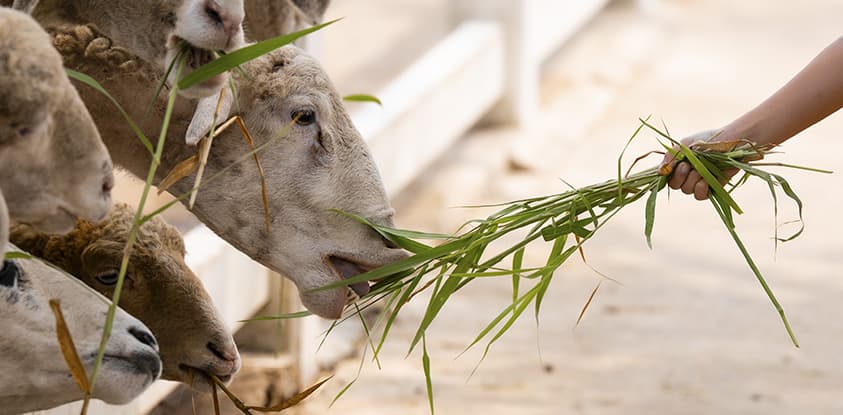 Advanced Pasture Management Strategies