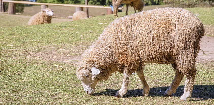 Challenges in pasture management