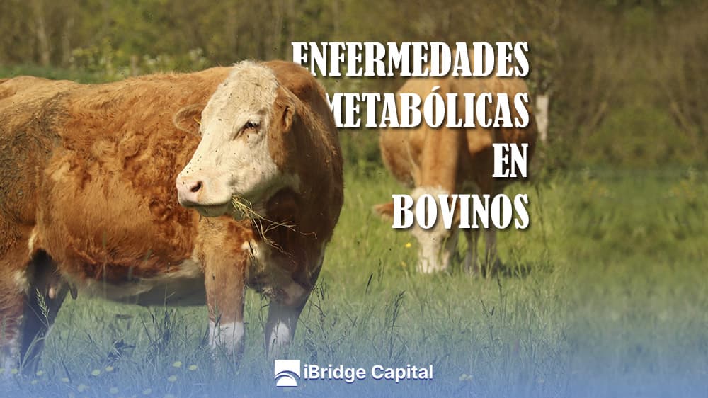 Enfermedades metabólicas en bovinos: manejo y prevención - iBridge Capital