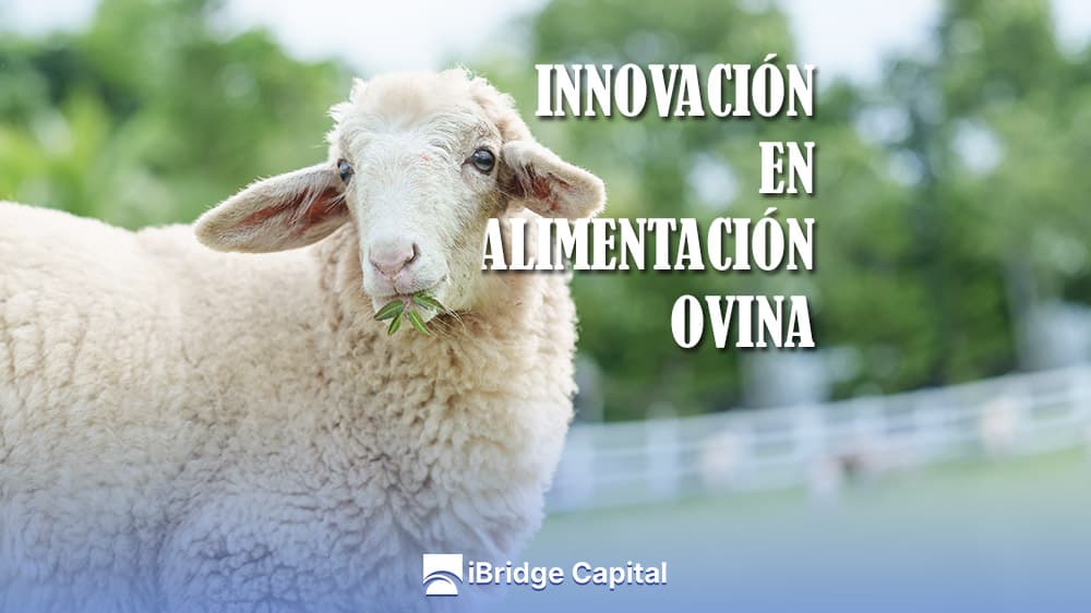Innovación en Alimentación Ovina: Gestión de Pastos Eficiente