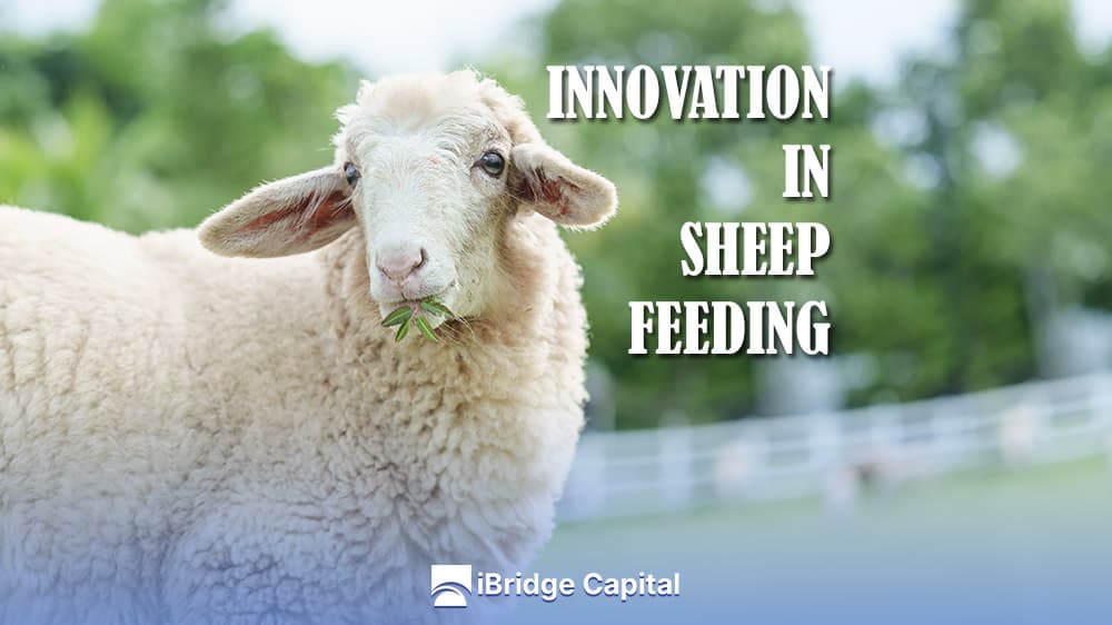 Innovation in Sheep Feeding: Efficient Pasture Management