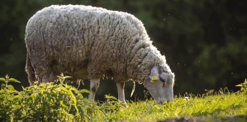 Use of precision technologies in pasture management
