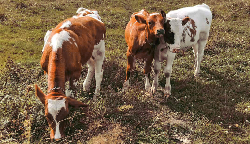 Feeding for Livestock in Hot and Arid Climates