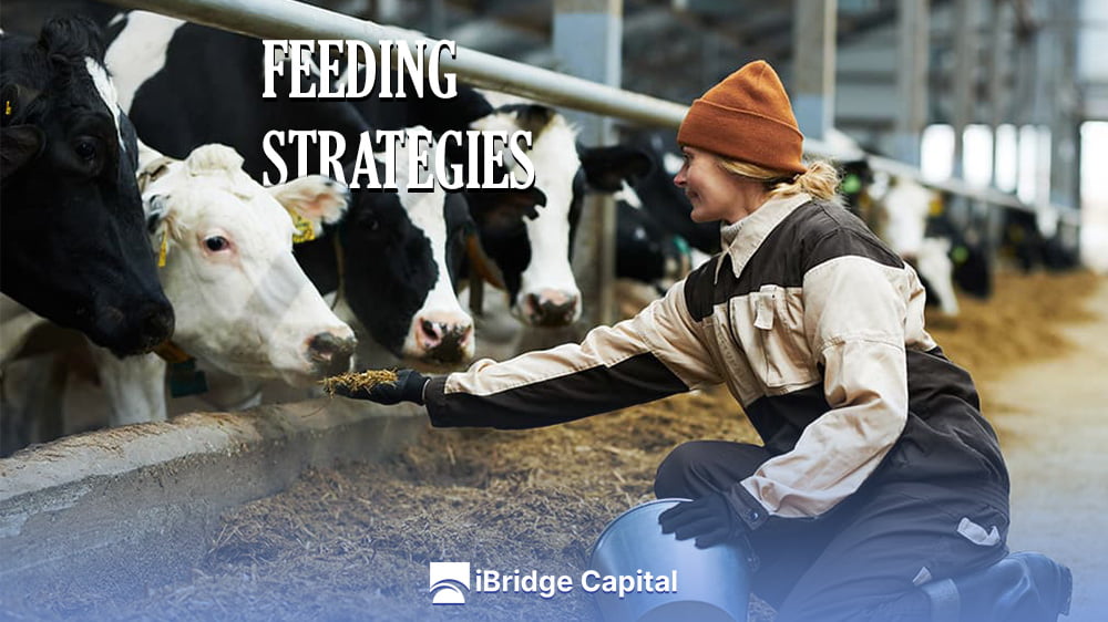 Feeding strategies for livestock in extreme climates