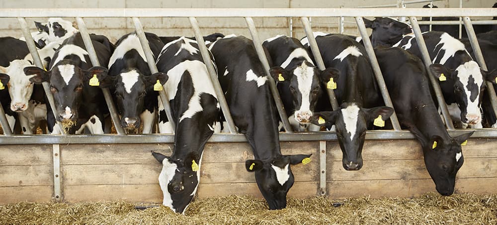 The Role of Vitamins in the Growth and Development of Livestock