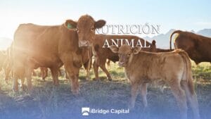 Alternativas a la alfalfa en la nutrición animal, opciones eficientes