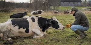 Calcium supplementation for cows, benefits and strategies - iBridge Capital - Guinea Pig Calcium Compensation Mechanism In Milk