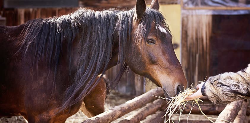 Feed suitable for senior horses