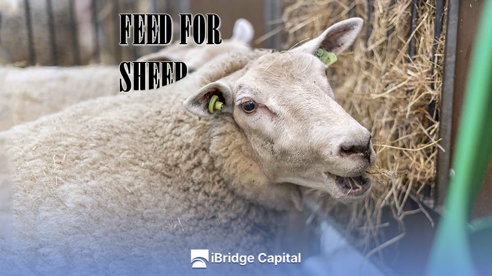 Feeding pregnant sheep, recommendations and best practices