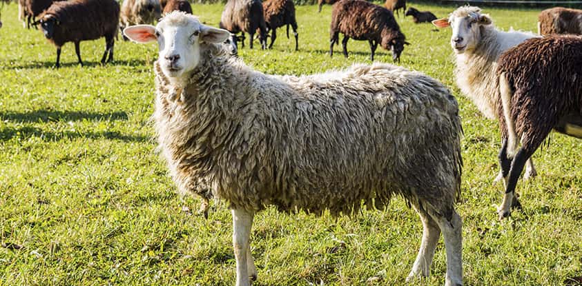 Hydration and Water Access for Pregnant Sheep