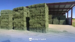 Diferencias clave entre heno y alfalfa: ¿Cuál elegir?