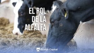 El rol de la alfalfa en la producción de leche de bovinos