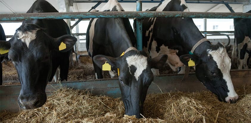 Essential steps for alfalfa planting