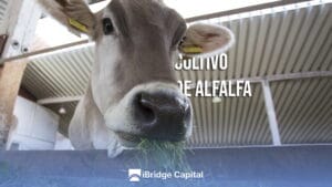 Guía para el cultivo de alfalfa. Consejos y pasos esenciales
