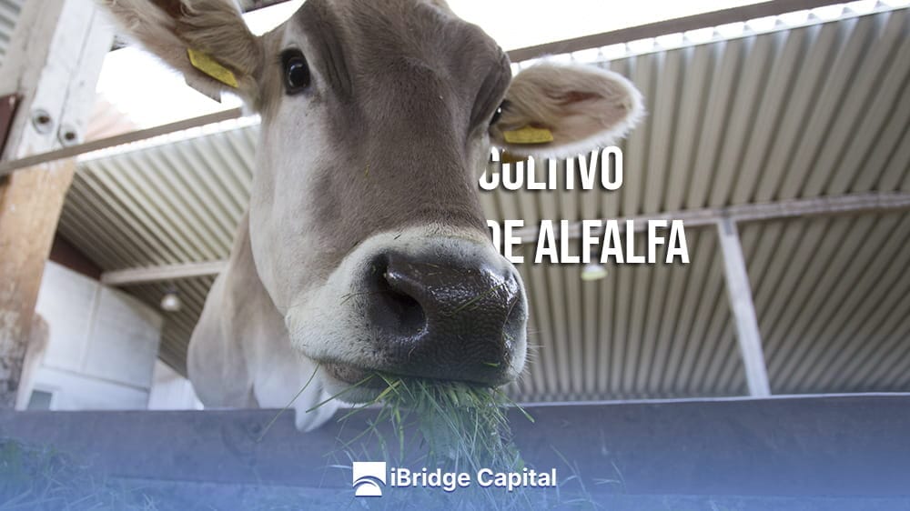 Guía para el cultivo de alfalfa. Consejos y pasos esenciales