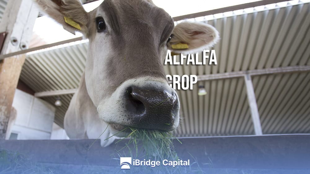 Guide to alfalfa crop. Tips and essential steps