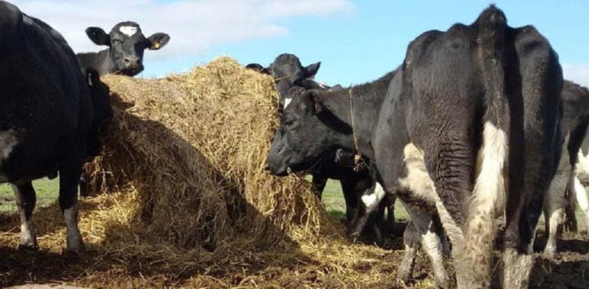 Management and Use of Alfalfa in Dairy Systems