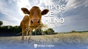 Tipos de heno y su importancia en la alimentación animal