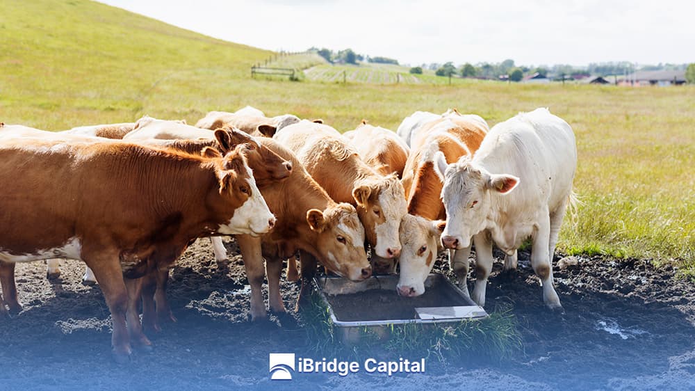 Bovine Bloat: Causes, Symptoms, and Prevention