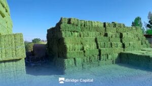 Inoculante para alfalfa: todo lo que necesitas saber Alfalfa Inoculant: Everything you need to know