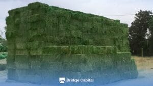Megafardos de alfalfa por hectárea: un análisis de la producción Alfalfa Mega-bales Per Hectare: An Analysis of Production
